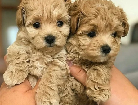 VETERİNER KLİNİĞİNDE TESLİM MALTİPOO BEBEKLER - 11232