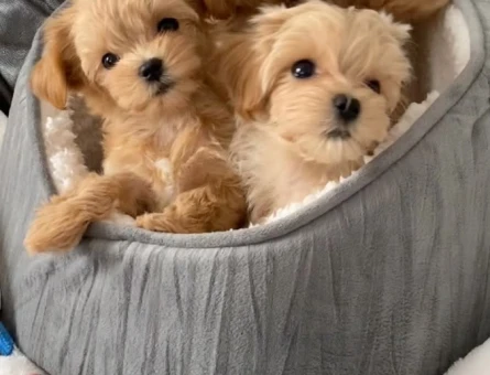 VETERİNER KLİNİĞİNDE TESLİM MALTİPOO BEBEKLER - 11232 - Görsel 3