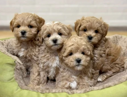 VETERİNER KLİNİĞİNDE TESLİM MALTİPOO BEBEKLER - 11232 - Görsel 4