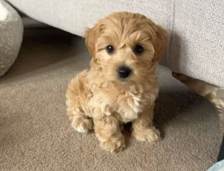 VETERİNER KLİNİĞİNDE TESLİM MALTİPOO BEBEKLER - 11232 - Görsel 5