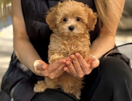 SAFKAN MALTİPOO YAVRULARIMIZ - 11236