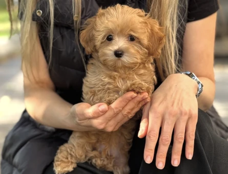 SAFKAN MALTİPOO YAVRULARIMIZ - 11236 - Görsel 3