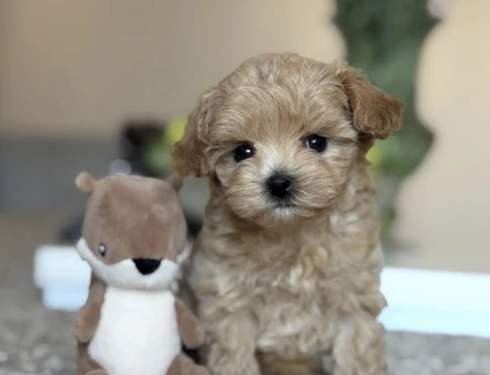 KÜT BURUNLU MALTİPOO YAVRULAR - 11238