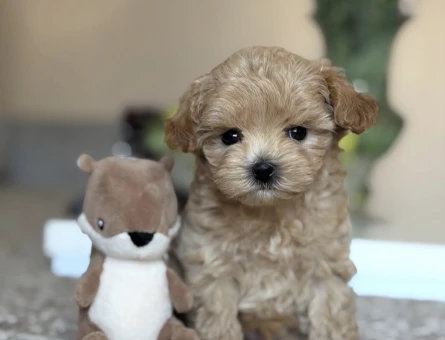 KÜT BURUNLU MALTİPOO YAVRULAR - 11238 - Görsel 3