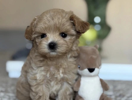 KÜT BURUNLU MALTİPOO YAVRULAR - 11238 - Görsel 4
