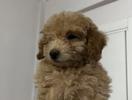 Minik Maltipoo - 11256