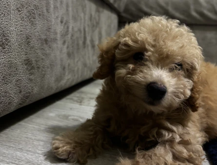Minik Maltipoo - 11256 - Görsel 3