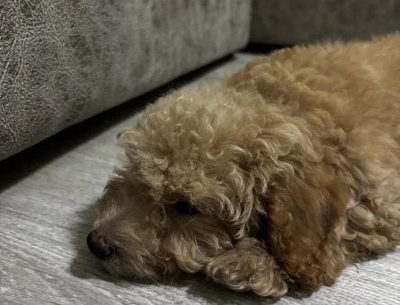 Minik Maltipoo - 11256 - Görsel 4