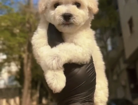 Kore F2 Maltipoo Yavrular - 11280