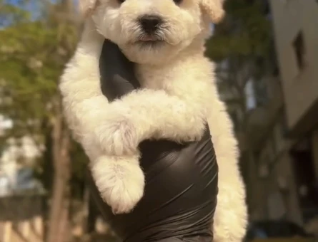 Kore F2 Maltipoo Yavrular - 11280 - Görsel 3