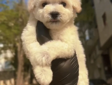 Kore F2 Maltipoo Yavrular - 11280 - Görsel 4