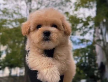 Malti̇poo Yavrulari Irk Ve Sağlik Garanti̇li̇ - 11283