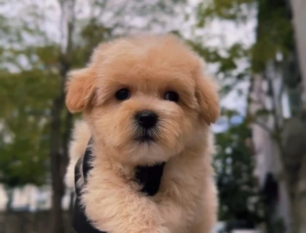 Maltipoo Yavrulari Irk Ve Sağlik Garantili - 11283 - Görsel 3
