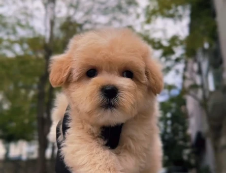Maltipoo Yavrulari Irk Ve Sağlik Garantili - 11283 - Görsel 4