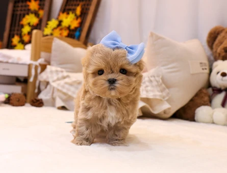 GERCEK FİNCAN BOY MALTİPOO BEBEKLERİM - 11362 - Görsel 3