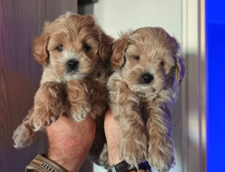 Aşıları Tam Tuvalet Eğitimli Mikro Boy Maltipoo - 11368 - Görsel 4
