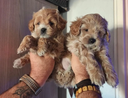 Aşıları Tam Tuvalet Eğitimli Mikro Boy Maltipoo - 11369