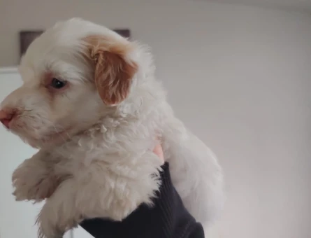 Aşıları Tam Tuvalet Eğitimli Mikro Boy Maltipoo - 11371 - Görsel 3