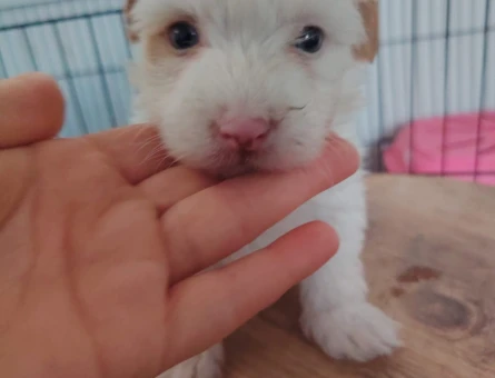 2 Aylık Mikro Maltipoo Yavruları Tüy Dökmeyen Tuvalet Eğitimli - 11372 - Görsel 4