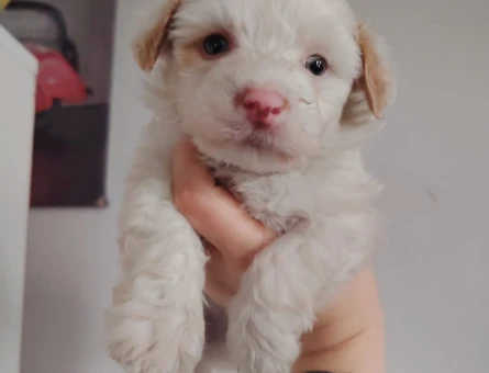 Irk ve Kilo Garantili Mikro Boy 2 Aylık Maltipoo Yavrular - 11374