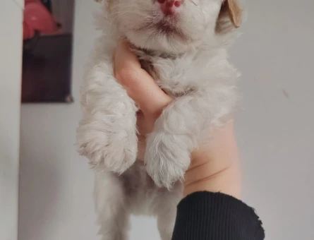 Irk ve Kilo Garantili Mikro Boy 2 Aylık Maltipoo Yavrular - 11374 - Görsel 3