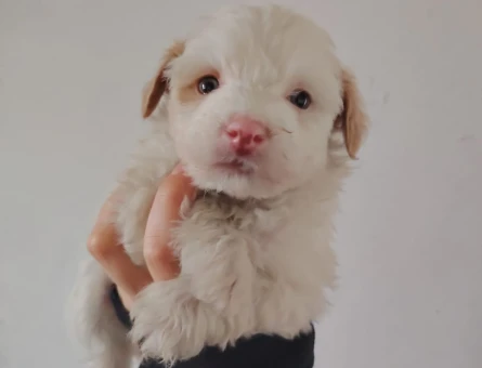 Irk ve Kilo Garantili Mikro Boy 2 Aylık Maltipoo Yavrular - 11376