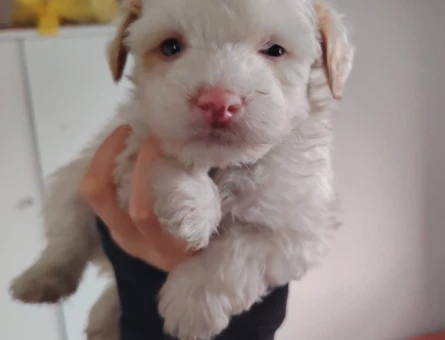 Irk ve Kilo Garantili Mikro Boy 2 Aylık Maltipoo Yavrular - 11376 - Görsel 4