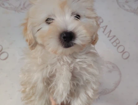 İzmir'dekiler İçin Yerinde Görme İmkanlı 2 Aylık Maltipoo - 11377