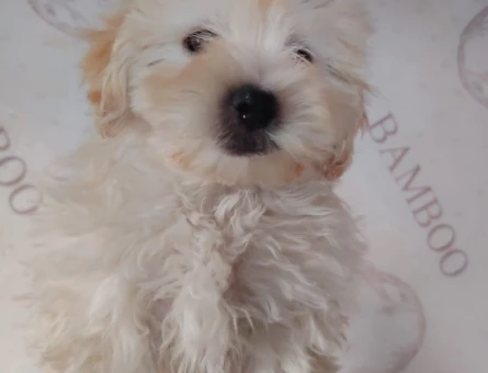 Irk ve Kilo Garantili Mikro Boy 2 Aylık Maltipoo Yavrular - 11378 - Görsel 3