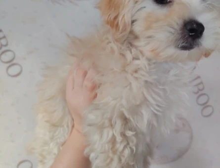 Aşıları Tam Tuvalet Eğitimli Mikro Boy Maltipoo - 11379 - Görsel 3