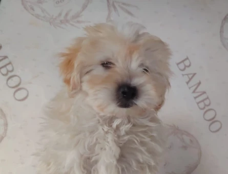 Aşıları Tam Tuvalet Eğitimli Mikro Boy Maltipoo - 11380 - Görsel 4