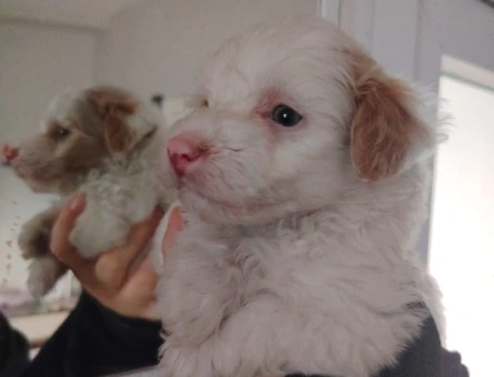 2 Aylık Mikro Maltipoo Yavruları Tüy Dökmeyen Tuvalet Eğitimli - 11382 - Görsel 3