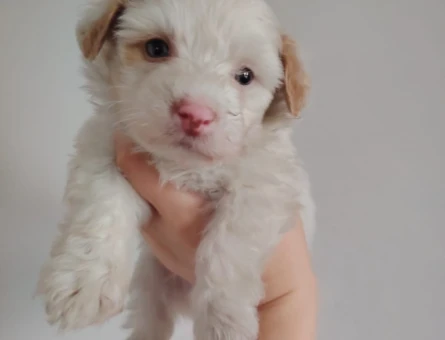 2 Aylık Mikro Maltipoo Yavruları | Tüy Dökmeyen & Tuvalet Eğitimli - 11383