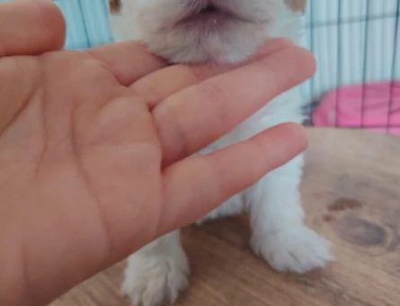 2 Aylık Mikro Maltipoo Yavruları Tüy Dökmeyen Tuvalet Eğitimli - 11383 - Görsel 3