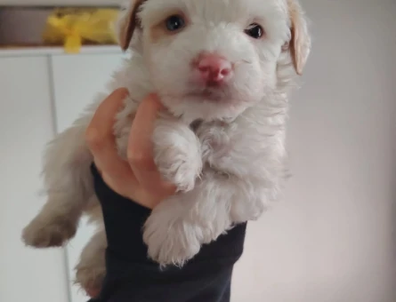 2 Aylık Mikro Maltipoo Yavruları Tüy Dökmeyen Tuvalet Eğitimli - 11383 - Görsel 4