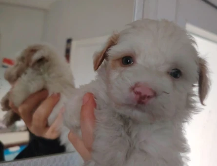 2 Aylık Mikro Maltipoo Yavruları | Tüy Dökmeyen & Tuvalet Eğitimli - 11385
