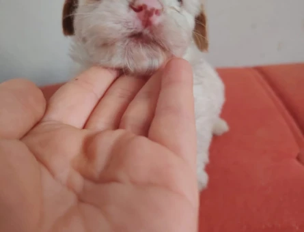 2 Aylık Mikro Maltipoo Yavruları Tüy Dökmeyen Tuvalet Eğitimli - 11385 - Görsel 4
