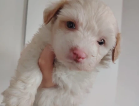 Irk ve Kilo Garantili Mikro Boy 2 Aylık Maltipoo Yavrular - 11386 - Görsel 4