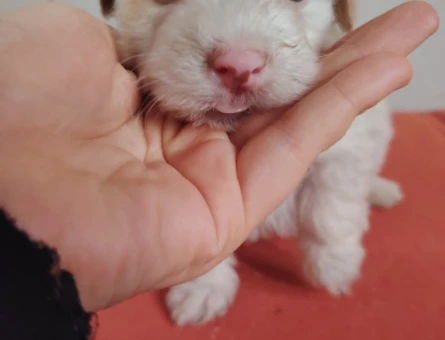 Irk ve Kilo Garantili Mikro Boy 2 Aylık Maltipoo Yavrular - 11387 - Görsel 4