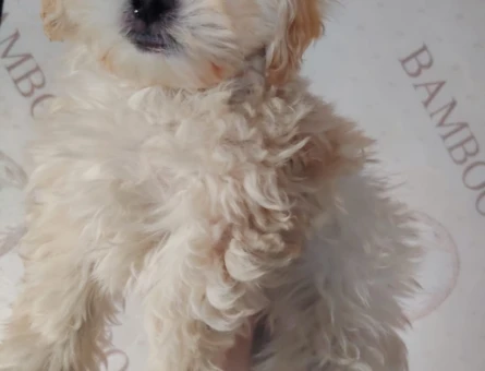 2 Aylık Mikro Maltipoo Yavruları Tüy Dökmeyen Tuvalet Eğitimli - 11388 - Görsel 3