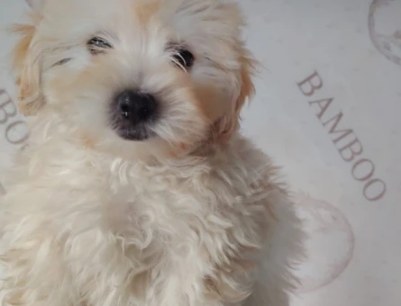 Aşıları Tam Tuvalet Eğitimli Mikro Boy Maltipoo - 11393
