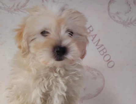 Aşıları Tam Tuvalet Eğitimli Mikro Boy Maltipoo - 11393 - Görsel 5