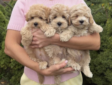 Orginal Maltipoo yavrularımız - 11445