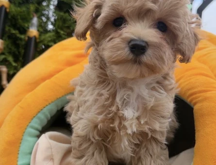 Orginal Maltipoo yavrularımız - 11445 - Görsel 3