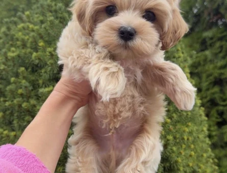 Orginal Maltipoo yavrularımız - 11445 - Görsel 4