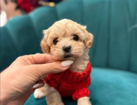 Irk Güzeli Maltipoo Yavrular - 11456