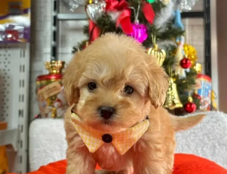 Irk Güzeli Maltipoo Yavrular - 11456 - Görsel 3