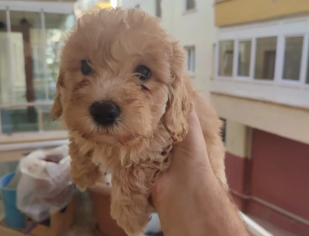 MALTİPOO - 11460