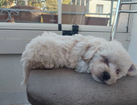 MALTİPOO - 11460 - Görsel 3