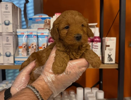 BABYFACE MALTİPOO YAVRULARIMIZ - 11461